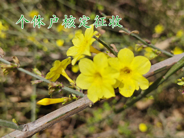 河南园区内核定征收的个体工商户如何申报纳税？